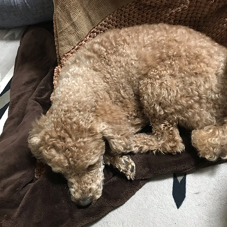 丸まって母ちゃんの横で寝てます😴