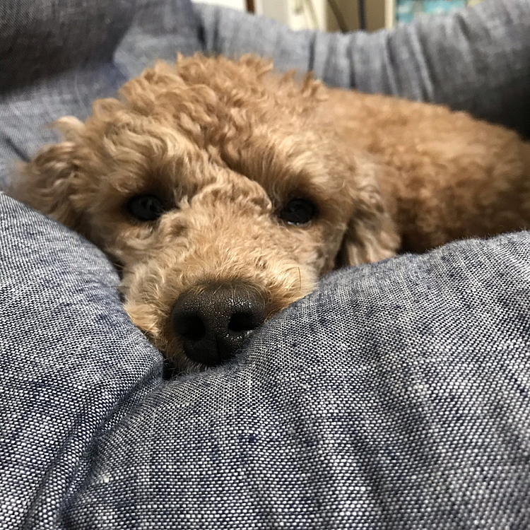ベットに入って、ぶちゃいくな顔して🤣
ふてくされた様な顔してますが、眠くて仕方ないみたいです😄