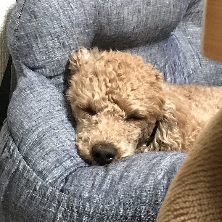 はい、落ちました🤣
寝てる時ほんとに可愛い😍
目がつり上がった様に見えますが😥