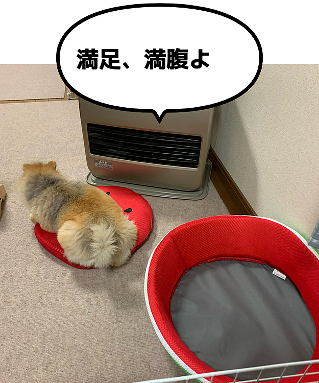 おはようございます😃

昨夜、晩ご飯の後のルルちゃん…
いつも、スイカベッドとクッションの間に歯と歯茎のケアの食べかすがポロポロと入り込むので、必ずホリホリしていましたが、昨日はとうとうクッションを場外に放り投げると言う技をあみだしました🤣

そして、放り出したクッションの上で寛ぐ
ルルちゃんです🤣