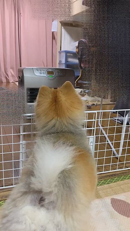 かくれんぼをしているつもりのパパ😜

昨日は、洗濯物部屋干しの為お部屋が散らかっております😅💦
