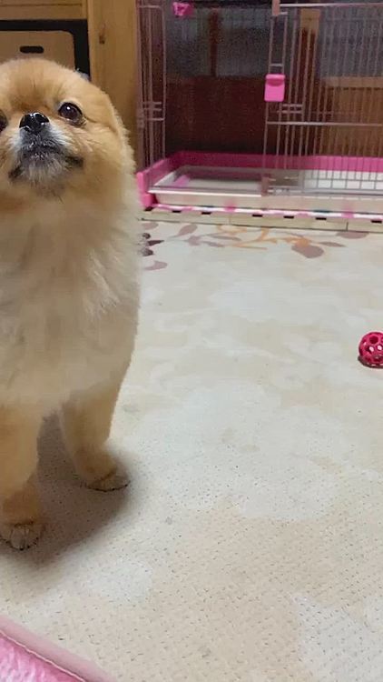 お風呂上がり、ルルちゃんにドライヤー向けてみたら何故かお顔を上げてて、ドライヤー嫌いなのに、もっとやって〜…と言ってるように見えたので、リクエストに応えてスローで撮影🤣

昨日は雨でお散歩行けなかったしね☔️😓