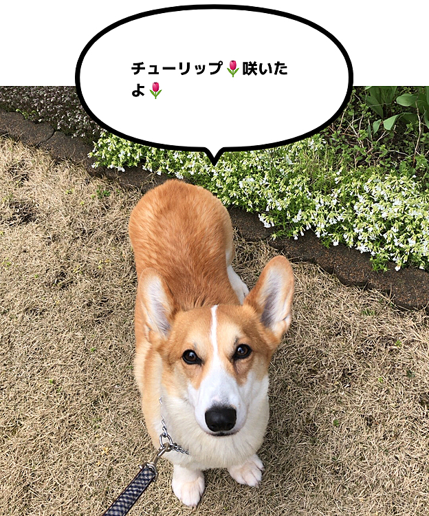 でも、写真が。。チューリップ🌷写ってないわよ🌀🌀🌀
でと、3日ぶりの散歩楽しかったね😍
