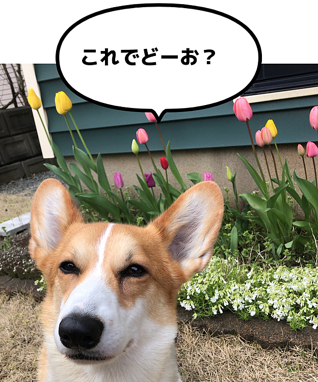 もう一度🌷
あ、写ってるね🌷
チューリップって可愛いよねぇ💕