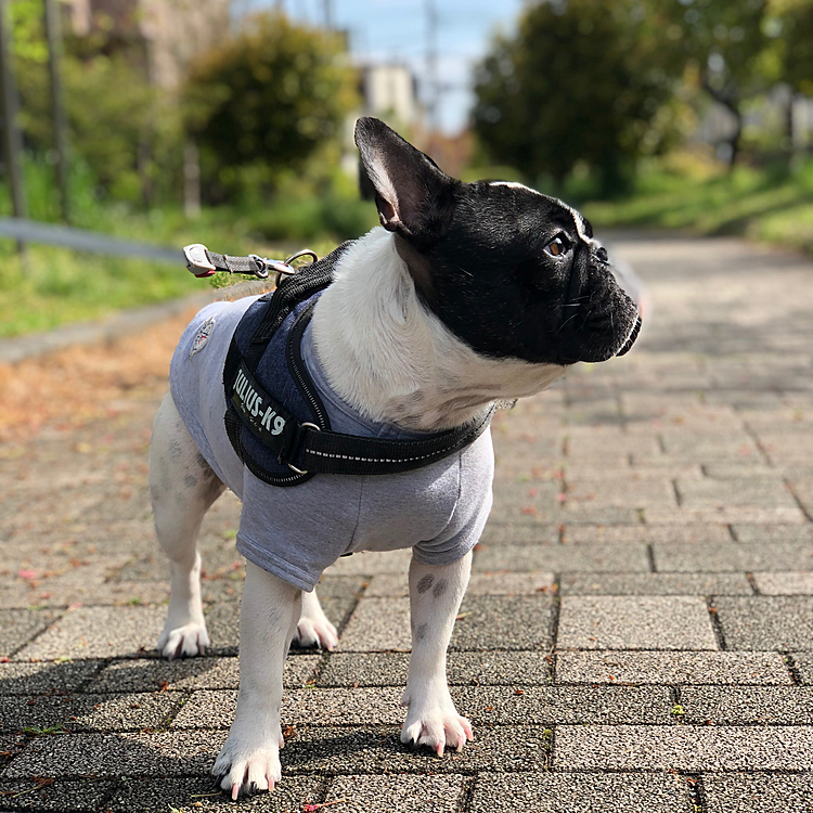 今日はとても暖かいまろ地方です。朝のお散歩行ってきましたよ😁