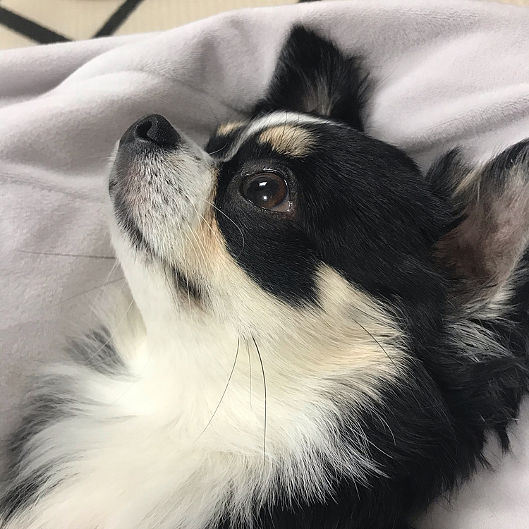 ポポは今日もこれからお昼寝ですね😊✨
ゴロゴロ中です✨
