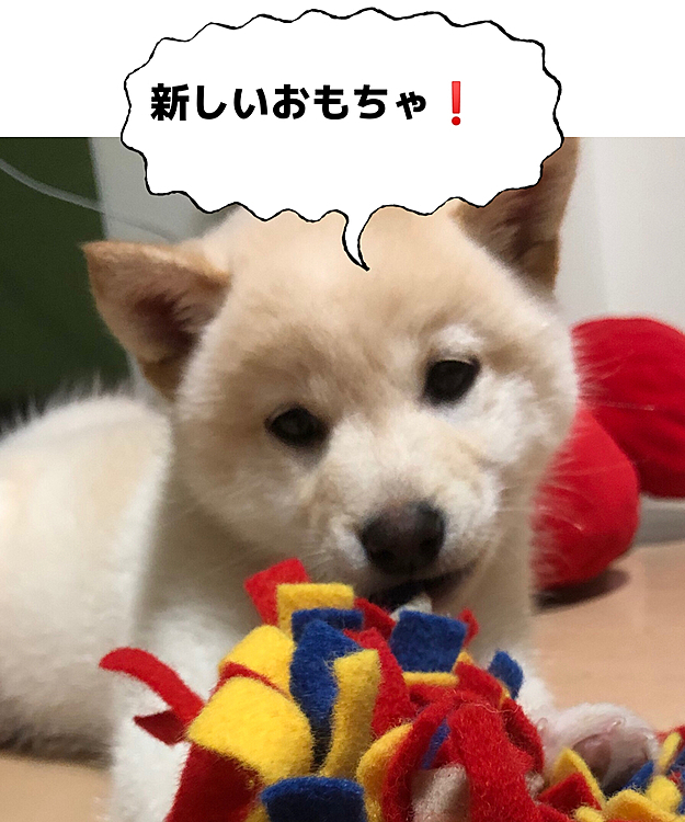 新しいおもちゃを買いました。またお気に入りが増えたよ！( ・∇・)