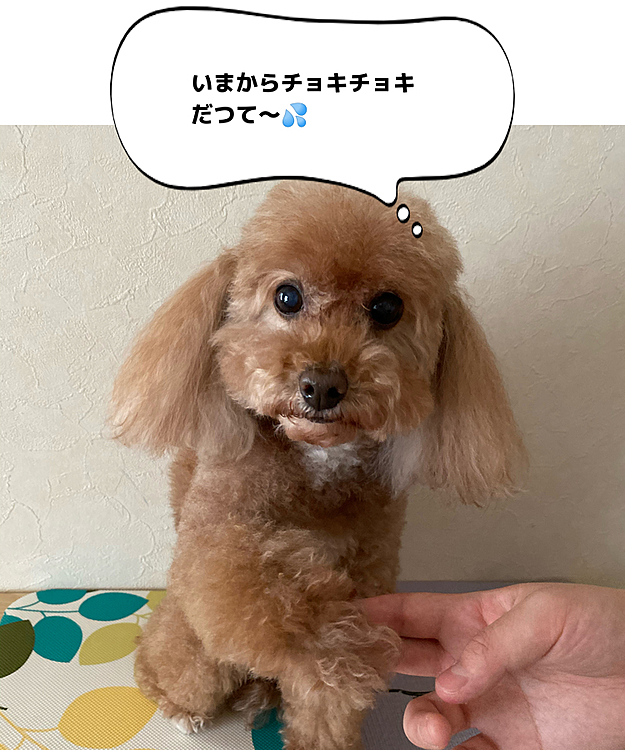 4/21
ココアさん、ママシャンとネエネカットしました✨
不安そうなココア😅