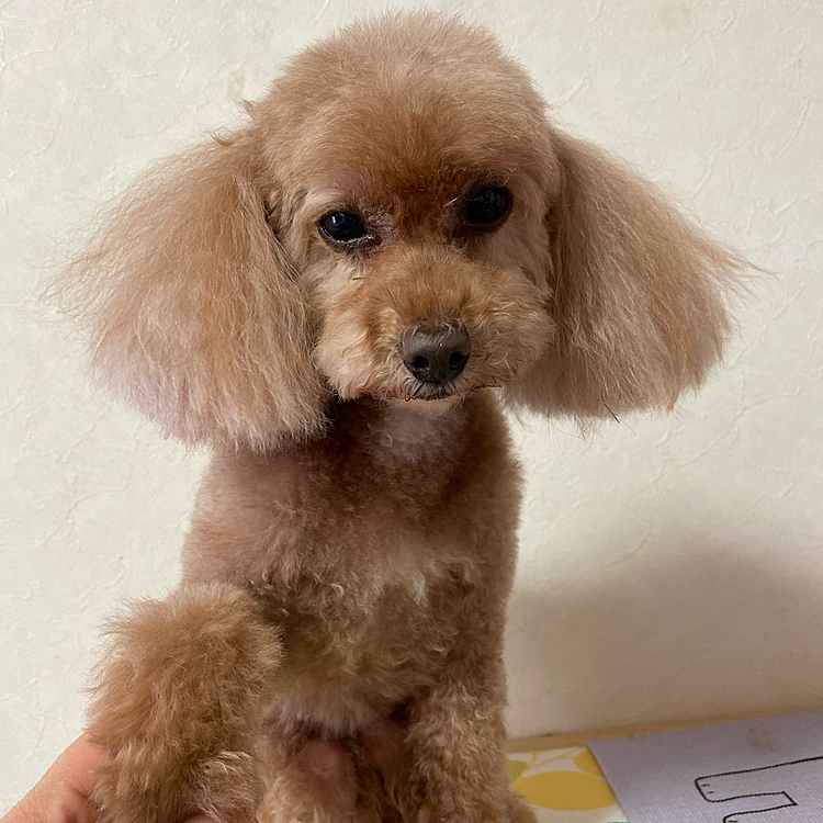 Afterです❣️
お疲れココア😅
ママの方ばかり見るからネエネに怒られながら😅でも、頑張ったね💕
