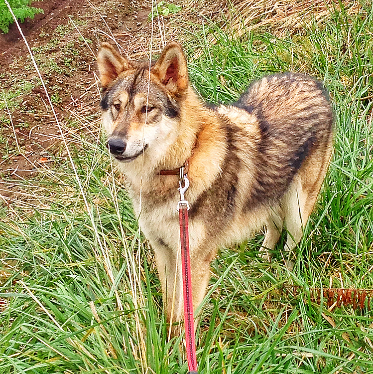 8ヶ月のナナ🐕
パワフルすぎてワガママすぎて
すんごい苦労したなぁ🤣
狼の身体能力はハンパなかったよ😵

#癒しの時間  #notコロナと思わない事 #みんなの健康を守ってくれてありがとう #stayhome #コロナに負けるな #コロナめ #がんばろう日本 #がんばろう千葉県 #wolf #hybridwolf #wolfdog #狼 #狼の仔 #puppy #nana