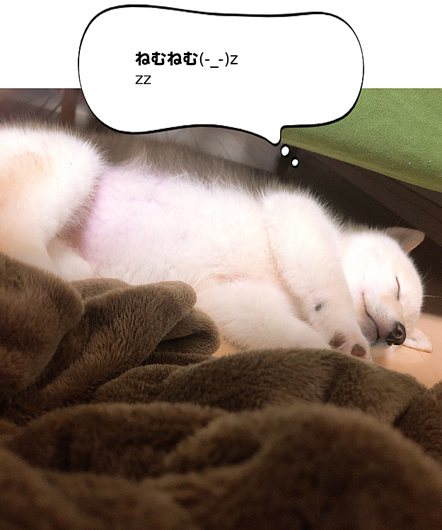 寝過ぎて、死んでるかと思った(・Д・)怖いわ