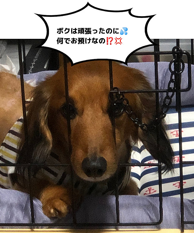 今日も自分が帰って来てからプールのリハビリやりました💦
しかし…お腹空かせてもガマンガマン💦太っちゃったらリハビリ大変だよ💦
