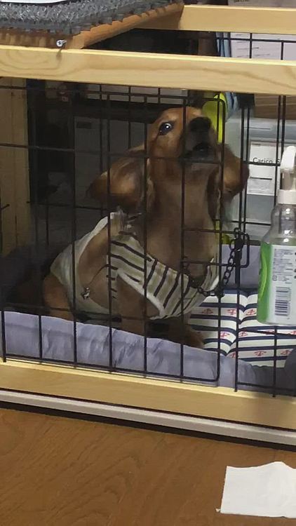 更に吠えてもダメなものはダメ💦💦💦