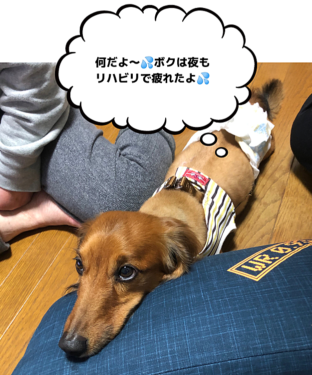 今日も一日リハビリ頑張ったよね💡ゆっくり休むんだよ🥰🥰🥰
明日も特訓だからね💪ｹﾞｯ!Σ(°д°"ﾉ)ﾉ