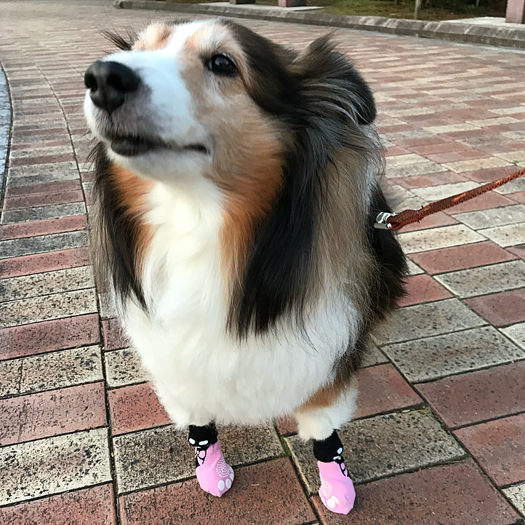 2018.04.21
お散歩に行った時のナイト😊