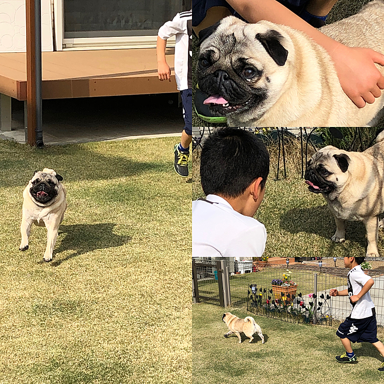 近くの小学生が遊びに来てくれました😊
ししまる大はしゃぎ🐶