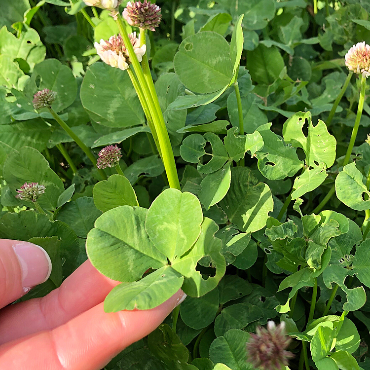 いつものサラダバーでちょっと虫喰いの四ツ葉のクローバー🍀をママが見つけました😊
ちょっとの幸福を手に入れました🤣