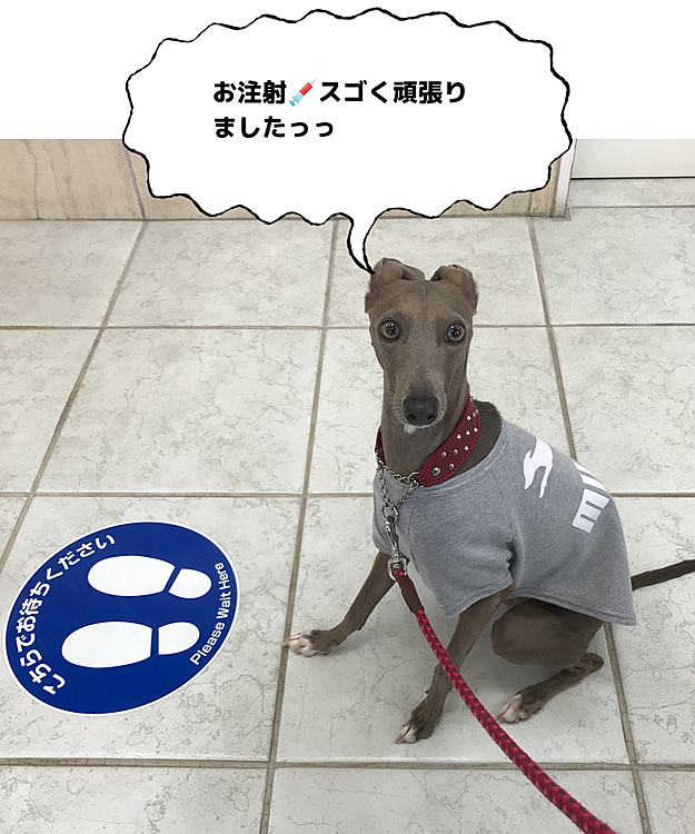 久しぶりの病院🐾。
待合室は長椅子のみでガラ〜ンとしていました。予約の間隔を長くとっているので、貸し切り状態。
いつも診察室には一緒に入るのですが、今日はマイロだけ。
自転車のブレーキ音みたいなのが聞こえてきて😂…
『ちょっと泣いちゃいました』と先生😅