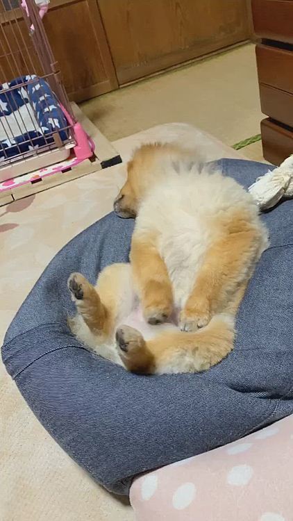ここからは、ルルちゃんのネムネムシリーズです🤣
はちたないので、たいじなところはかくちてよね❗️ byルル