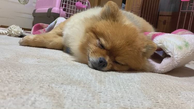 下になってる方、潰れてますけど〜🤣