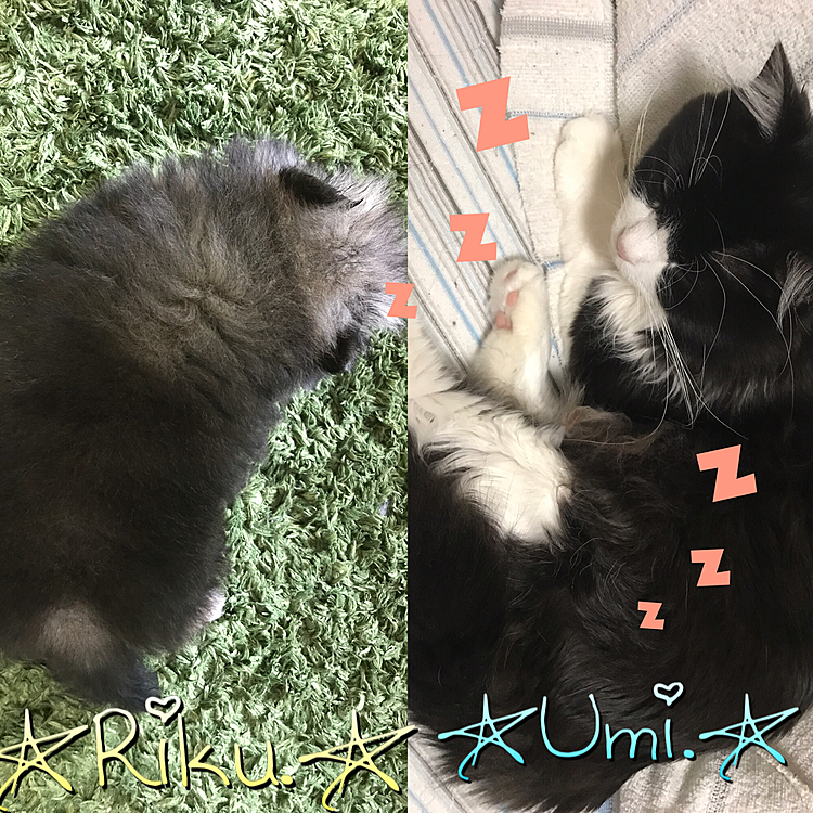 【今日の1コマ】
大陸（りく）🐶のフリーの時間を
増やしてみました😊💡
トイレトレーニングと『ダメ』を
覚える意味も込めてだったのですが
しっかりトイレ出来ました👏🏻✨
お兄ちゃんの深海（うみ）🐱とも
たくさん遊んで、
スヤスヤ眠っていました🍀*゜