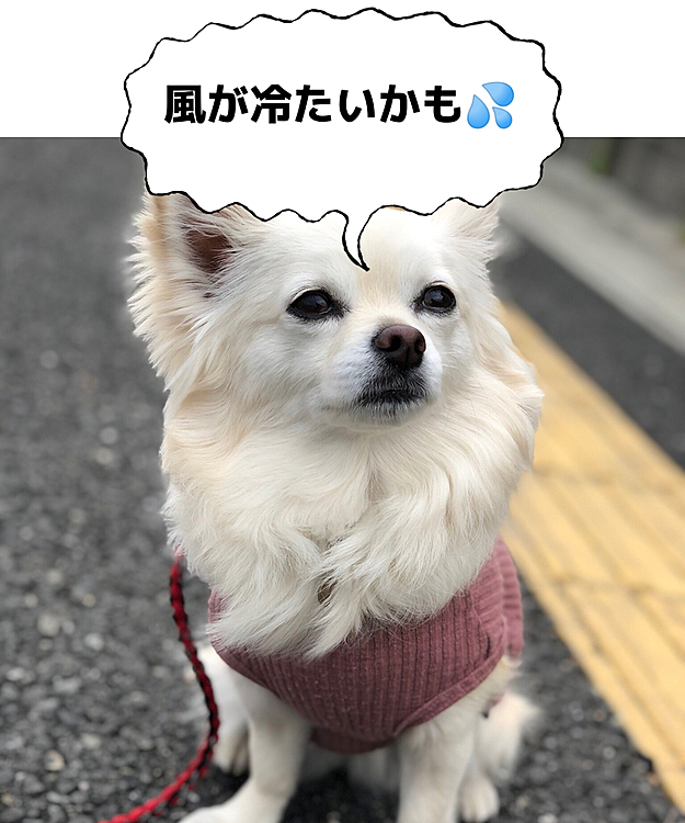 おはようございます☁️
今朝は風が💦
でも‼️
小雪は元気いっぱいお散歩してきたよ🐾👣