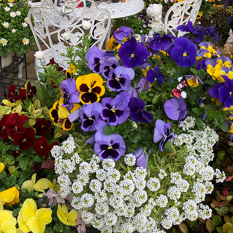 自粛疲れ。
毎日庭の花🌼🌸達を眺めて過ごしています。🐶👵