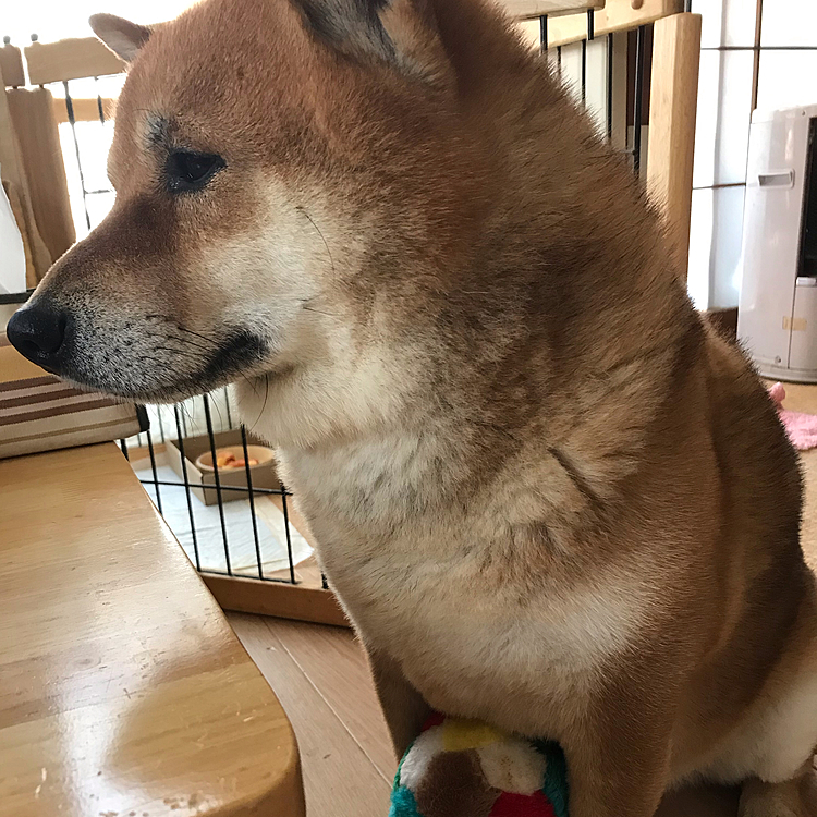 おはようございます😃
かぁちゃんの朝ごはんをガン見👀
足にボール挟まれてますよ🤣🤣
(かぁちゃんのイタズラ！)