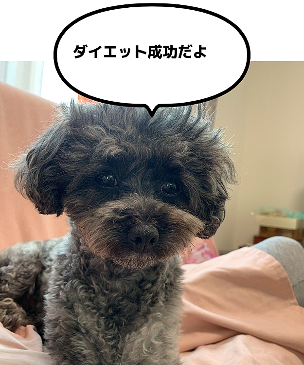 3月から12月は毎月病院でフィラリアなどのお薬をもらい健康チェックをしていただきます。パールちゃんは冬太りしまして先生からダイエットを命ぜられママとがんばりました。先生にも褒められました！
