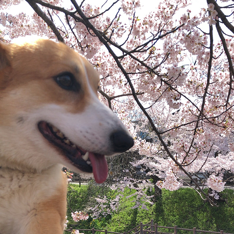 これならどーだ？
もう天気予報雨だからってサッサと桜🌸見てきたよー😃