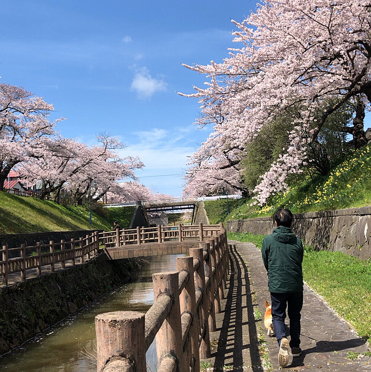 天気良くて気持ちいい😃
誰も居なくてのんびり桜見れた🌸