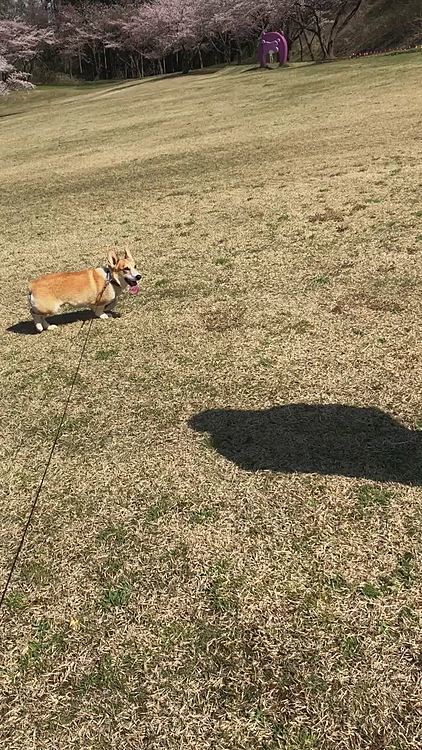 桜の後は近くの広場で走ってきたよ😃
ホント誰もいない🌀
最後は散歩のバッグが気になって🌀
おとーさんにむかってジャンプ🌀
危ないってば😱