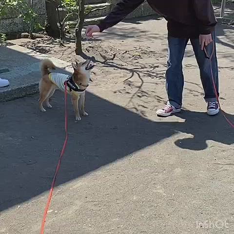 風に舞う葉っぱ🍂で遊ぶ（遊ばれる❓）櫂さん😄
