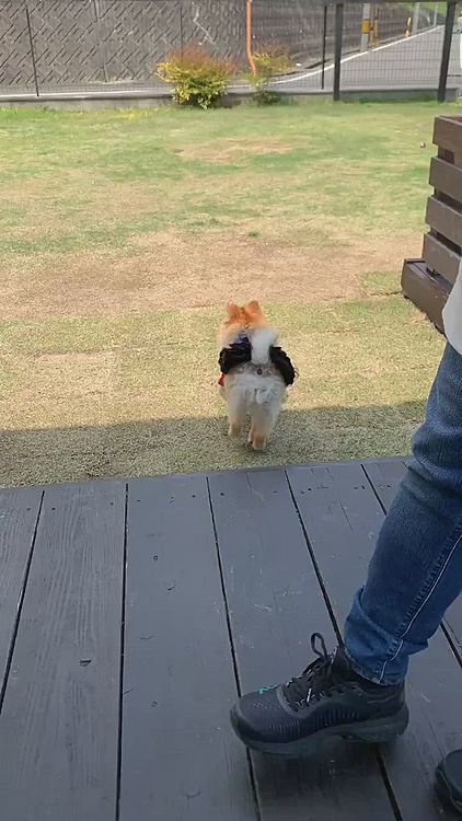 久しぶりにランラン出来て、ルルちゃん楽しそうでした☺️

ルルちゃん、良かったね❣️