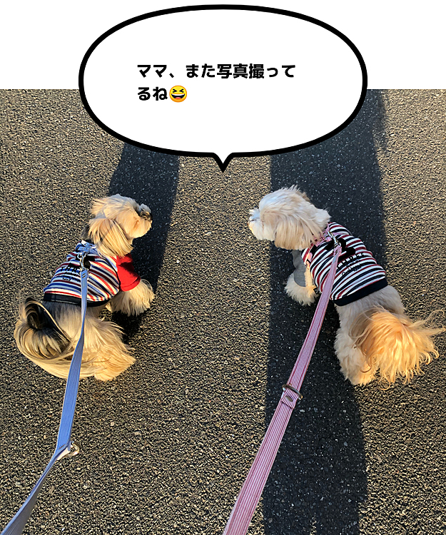 夕方の散歩🐾
仲良さそうに見えるけど、私への不満を話してるかも🤣