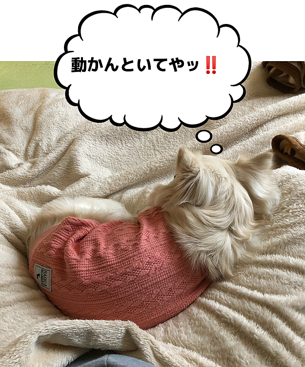 朝ん歩と、朝練に疲れたようで…
私のあぐらの上にどっしり陣取ってます💦
しかも動いたらあかんって💦
なんてワガママなッ🤣
でも、可愛いから許す💕