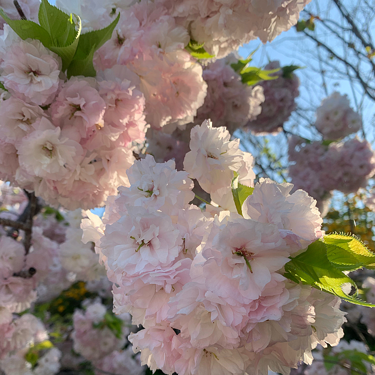 八重桜がまだきれいでした✨

会社の仲の良い同僚が、今週体調不良で休んでます😢
このご時世ですので、自宅で自主隔離していますが、大丈夫かな？と心配になります💦
緊急事態宣言が出ても、普通に出社している状況を会社の上層部はどう考えているのか☹️
従業員の命を軽視しているように感じます😔

すみません💦つい愚痴っちゃいました😅