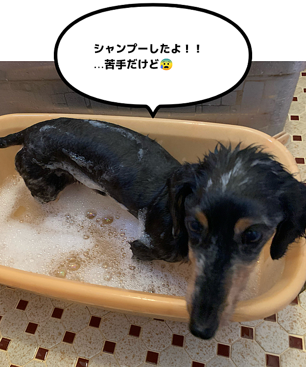テンちゃんママの投稿