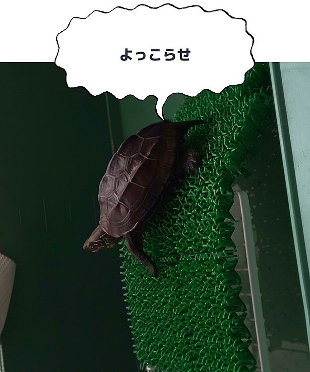 甲羅を干しに上がる亀のたんじろう