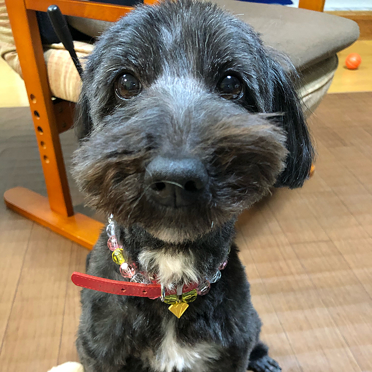 疲れたのか帰宅したら2匹とも爆睡でした😪
(鼻にダンケの毛が着いてる 笑)