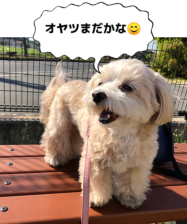 今日のお散歩中の公園のベンチで休憩中。
ご機嫌のしゅう😊