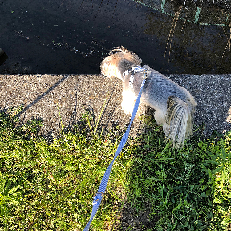 やはり、川底が気になる銀∩^ω^∩