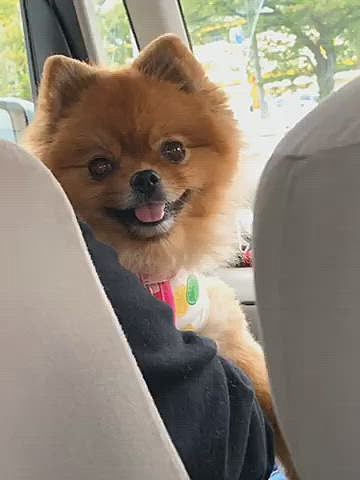 飼い主の気晴らしに、ご近所ドライブ🚙
ルルちゃんは、お姉ちゃんに抱っこしてもらい
気持ち良さそう…☺️
て、もう眠いの〜🤣