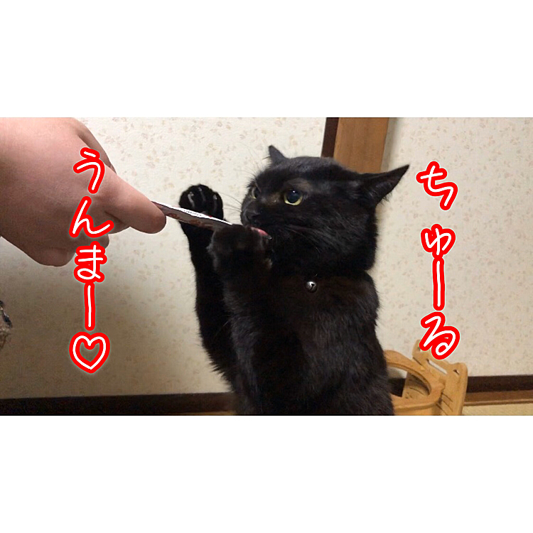 https://youtu.be/39shrytctx0
動画アップしました🐱よかったら遊びに来てね🐱