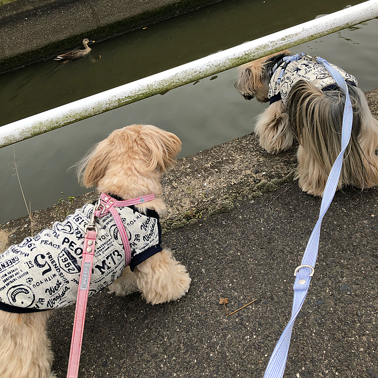 今日のお散歩🐾
先日お会いした🦆🦆さんに遭遇。
今日は飛び立つ事なく、スイスイ泳いでました。🐶🐶が水の中には入ってこないと気づいたかな🤔😆