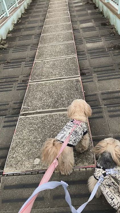 大好きな歩道橋では大はしゃぎな🐶🐶
下りなので、私の方が大変かも😊