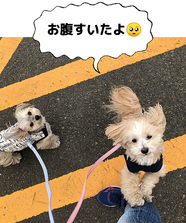 １時間ほど歩いてエネルギーが足りなくなってオヤツを要求。オヤツを食べた後、また銀が足の裏を気にし始めて、抱っこで帰ることに😩

銀の言うがままに散歩すると、過ぎてたみたいです。明日からはもっと向こうまで！と言っても聞きませんからね😤