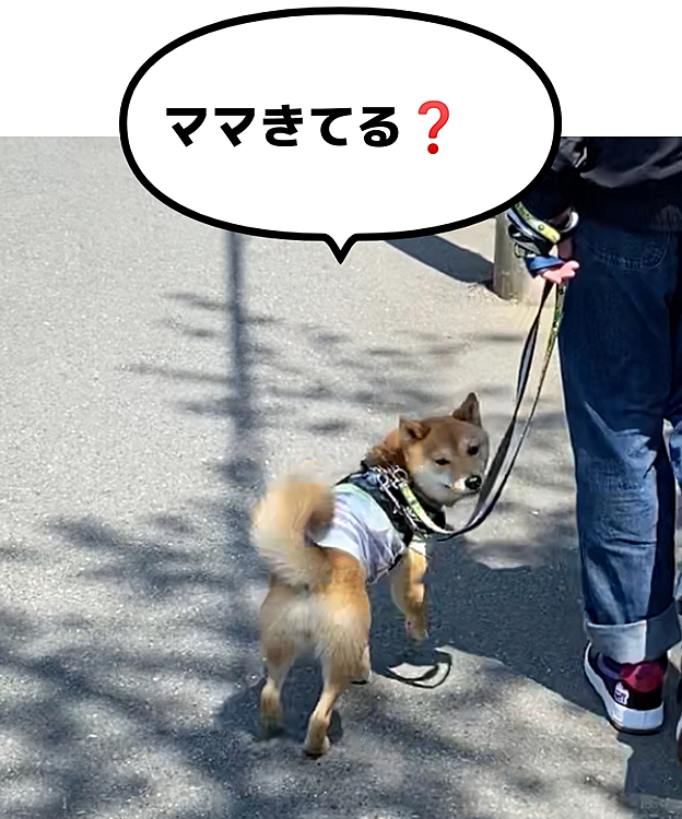 風が少し強いけど暖かいなかお散歩しました😊🐾
