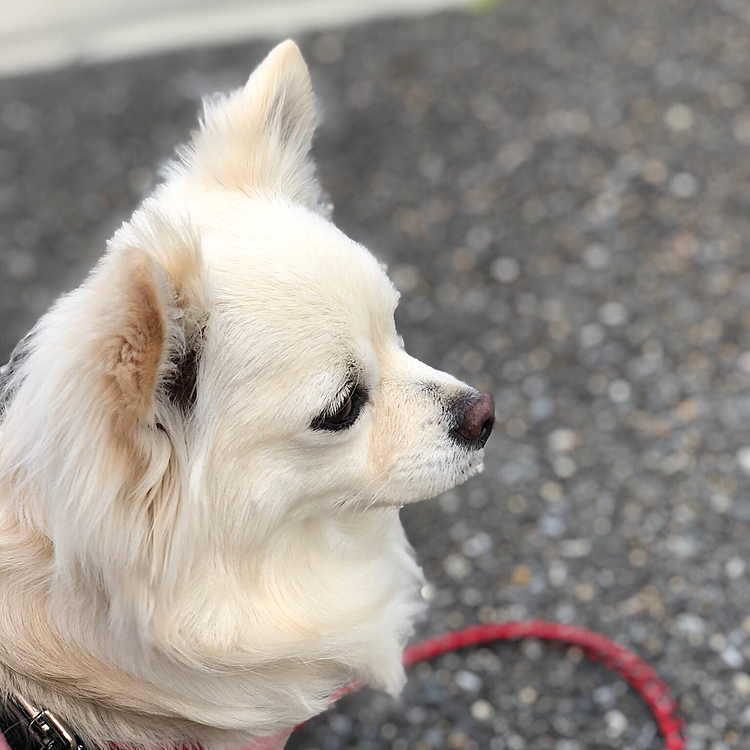 おはようございます😄🐶
朝はまだ少し肌寒いですね💦
小雪は元気いっぱい朝ん歩してきたよ🐾👣
