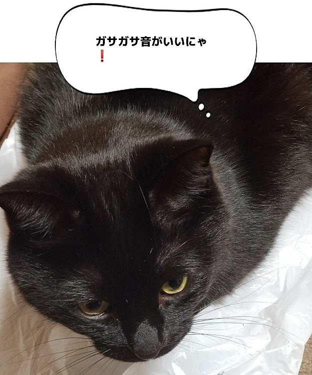 ビニール袋の上に陣取るモフモフな子(笑)
猫ってビニール袋好きだよね🎵